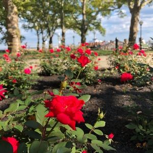 Meet your Posher, Julia